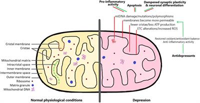 Mitochondria and Mood: Mitochondrial Dysfunction as a Key Player in the Manifestation of Depression